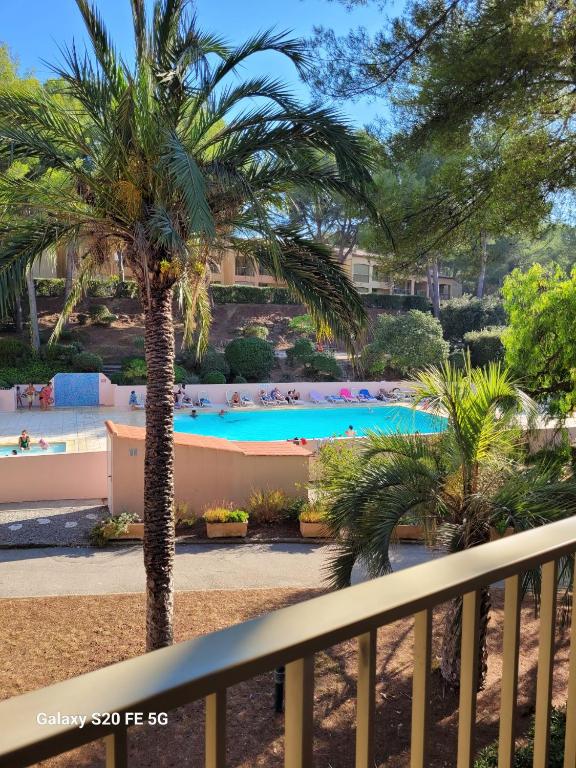 un palmier en face d'une piscine dans l'établissement Loris, à Sanary-sur-Mer