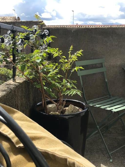 a plant in a pot next to a chair at Lovely house with courtyard and terrace near canal du Midi in Trèbes