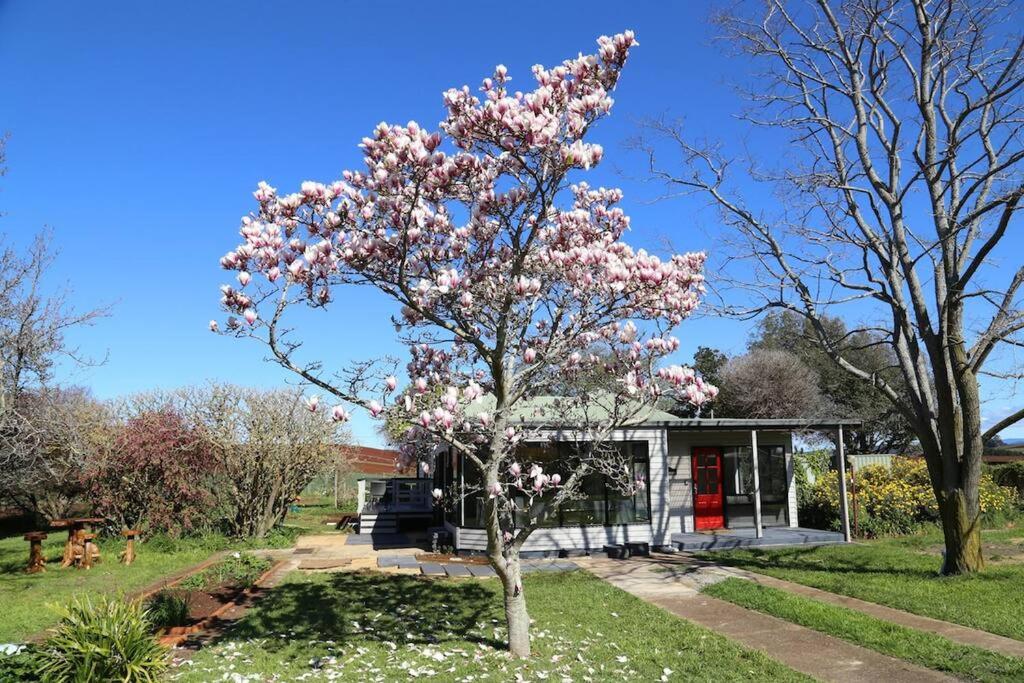 a magnolia tree in front of a house at Farmhouse on the Cradle Coast Forth in Forth