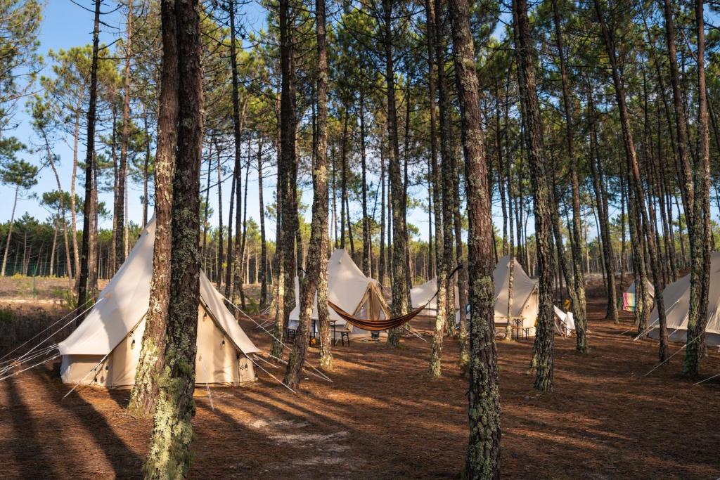 eine Gruppe von Zelten in einem Wald mit Bäumen in der Unterkunft Kampaoh Vagueira in Palheiros da Vagueira