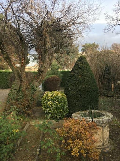 un jardin avec deux buissons et un arbre dans l'établissement Le NEW Montferrand 1 et 2, à Clermont-Ferrand