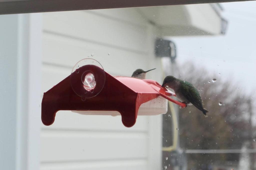 two birds perched on a bird feeder in a window at Gîte Nycole in Perce