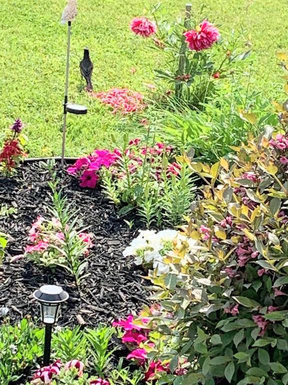 a garden with flowers and a black cat in the background at Gîte Nycole in Perce