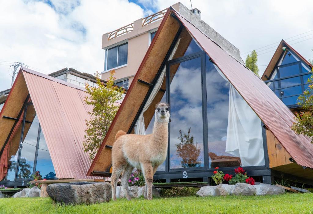 una llama parada frente a una casa en Campo Lago Hospedaje, en Otavalo