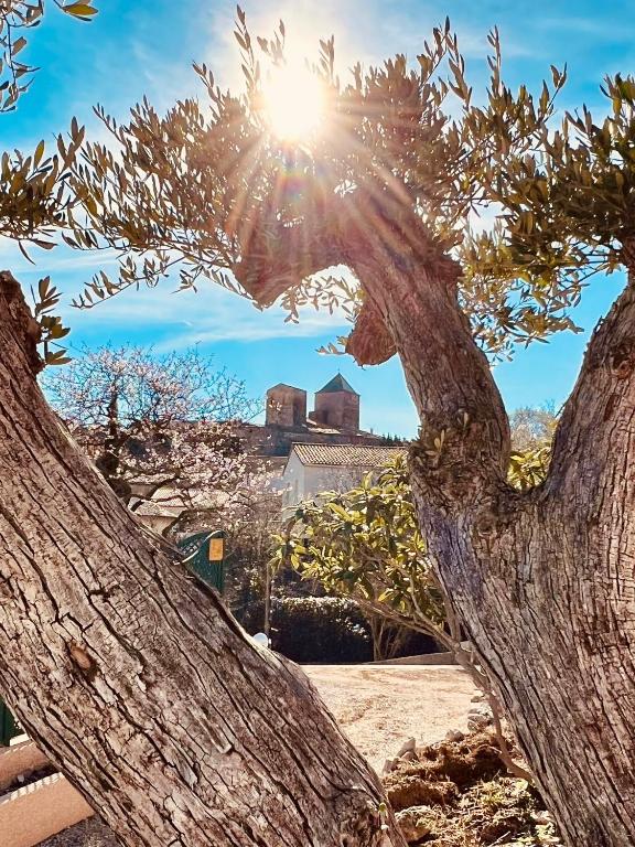 un arbre dont le soleil brille à travers ses branches dans l'établissement Mélisande au pays des orjouliers, à Saint-Jean-de-Fos