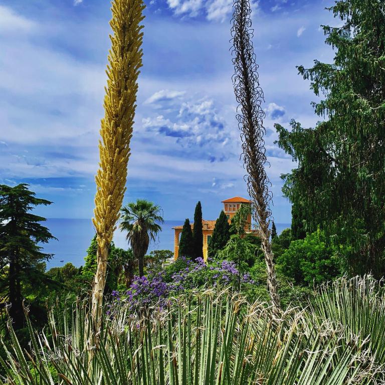 a garden with tall plants and a house in the background at Casa Cele centro città vista mare in Ventimiglia