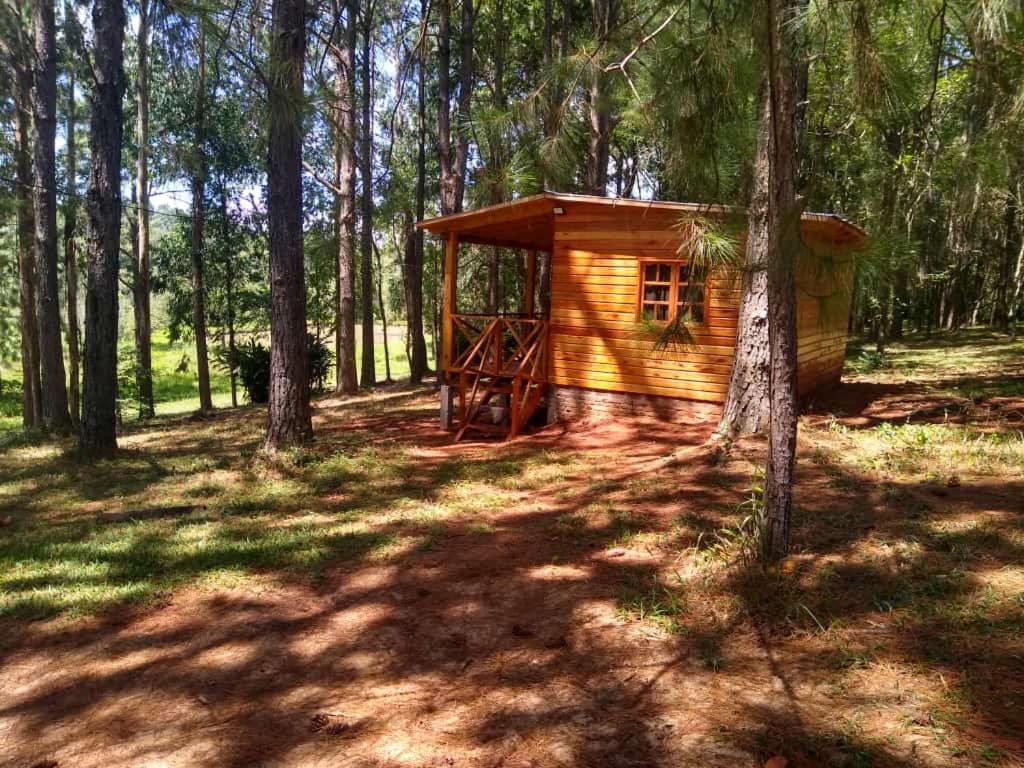 una piccola cabina in legno in mezzo a una foresta di Roca Cactus 