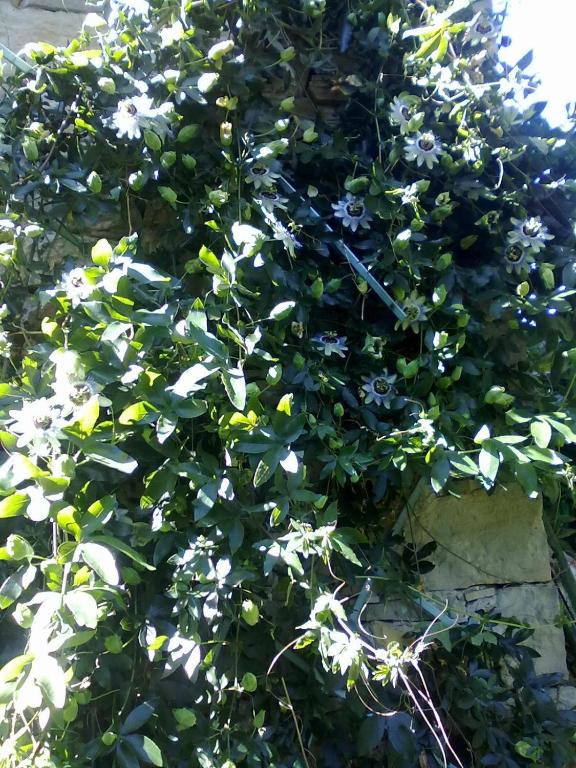 A garden outside Monpoupon