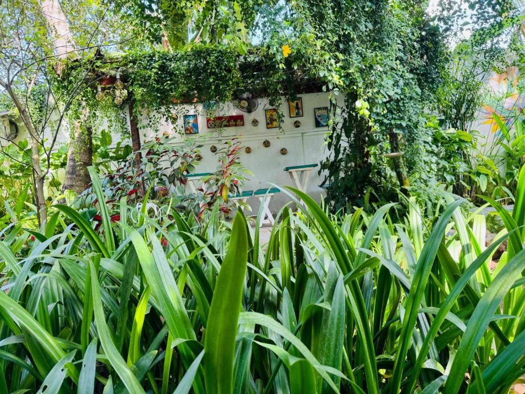 Zahrada ubytování Double Mango Villa