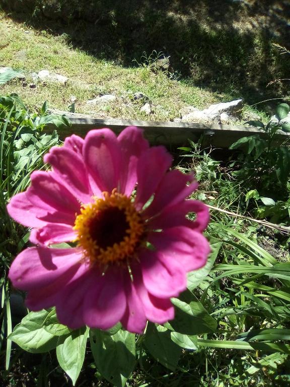 Cabañas los Plátanos