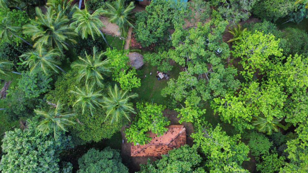 an overhead view of a forest with palm trees and a building at Eco Village Kalundewa in Dambulla