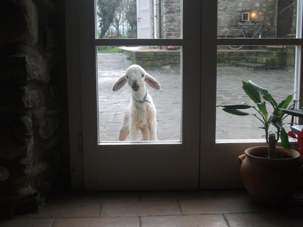 een hond die in een deur staat en naar buiten kijkt bij Locanda di Campagna in Mulazzo