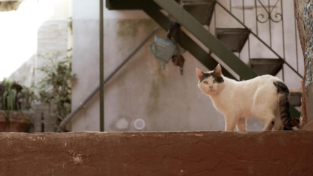 Domácí mazlíčci ubytovaní s hosty v ubytování Casa nel borgo dei gatti