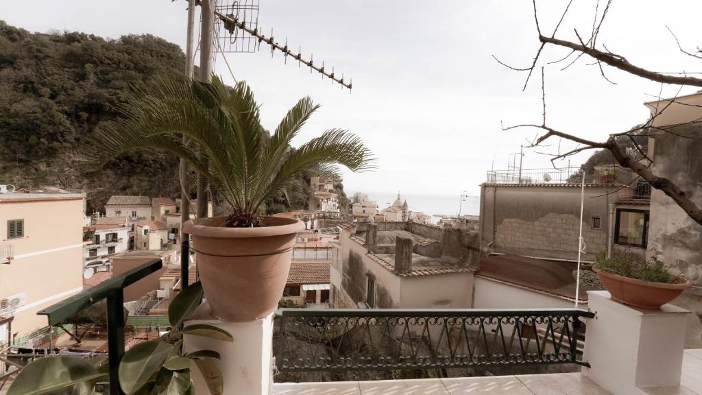 a potted plant on a balcony with a view at Casa nel borgo dei gatti in Cetara