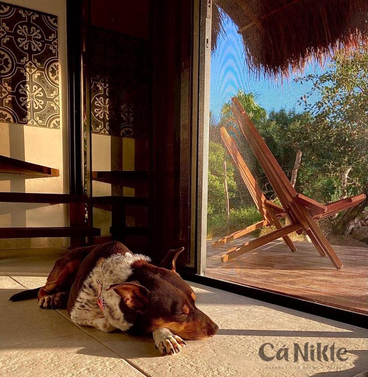 Fotografie z fotogalerie ubytování Ca Nikte Cabañas v destinaci El Cuyo