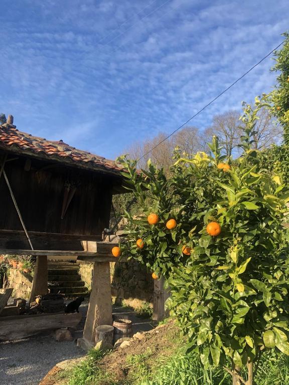 Zahrada ubytování Casa Rural Trebol4Hojas