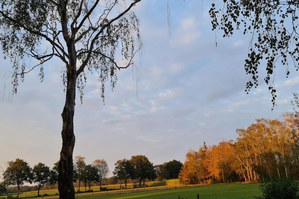 a tree in a field with trees in the background at Unieke trekkershut in Zelhem