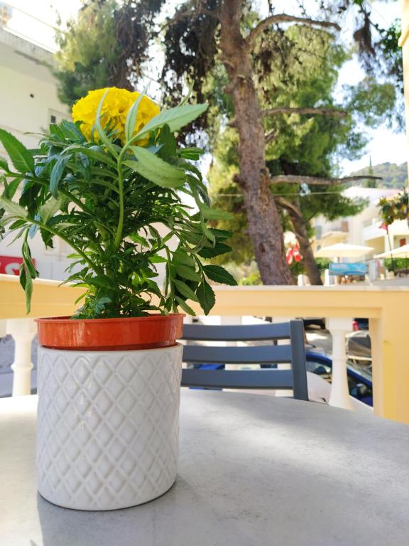 Zahrada ubytování Chrysanthes No4