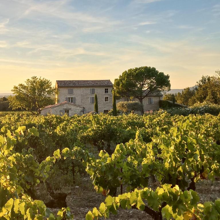 un champ de vignes avec une maison en arrière-plan dans l'établissement Le Cottage du Chat Blanc, à Saint-Didier