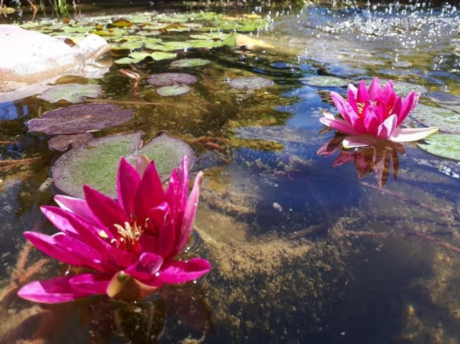 two pink water lilies sitting in a pond at Maison de maître parc privé proche Crest et Drôme. in Crest