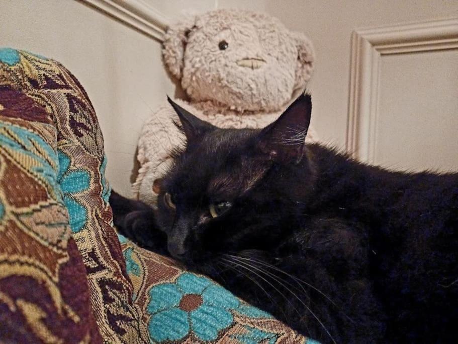 a black cat laying on a couch next to a teddy bear at Maison de maître parc privé proche Crest et Drôme. in Crest