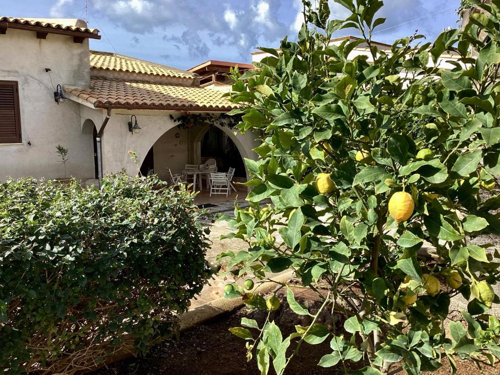 un limonero frente a una casa en Villa Silvana, en Mazara del Vallo