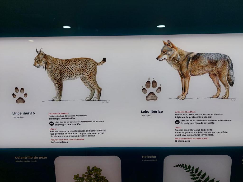 ein Poster eines Luchs und seine Pfotenabdrücke in der Unterkunft Casa Celia in Miranda del Rey