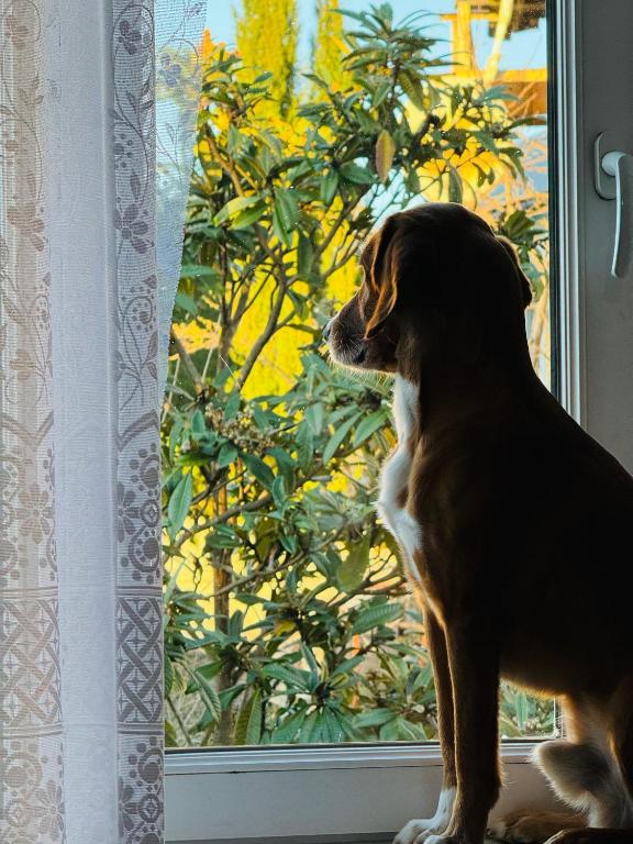 Domácí mazlíčci ubytovaní s hosty v ubytování guest house "BUBU"