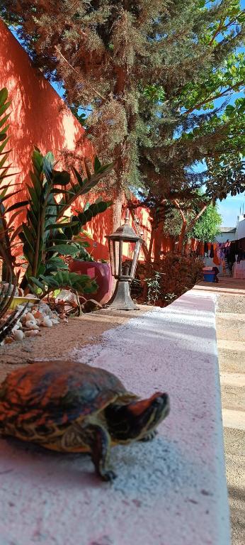 Fotografie z fotogalerie ubytování Residência Águia v destinaci Praia