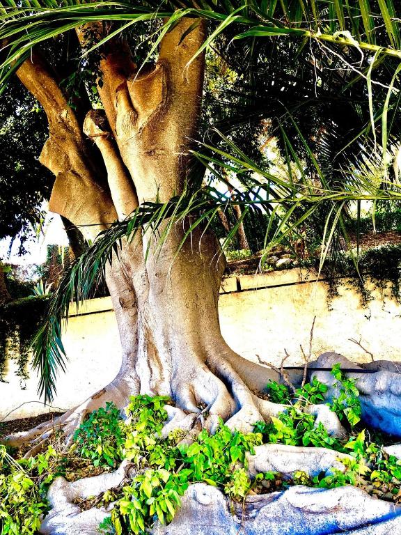 Albufeira Jardim - Apartamentos Turísticos - Resim 15