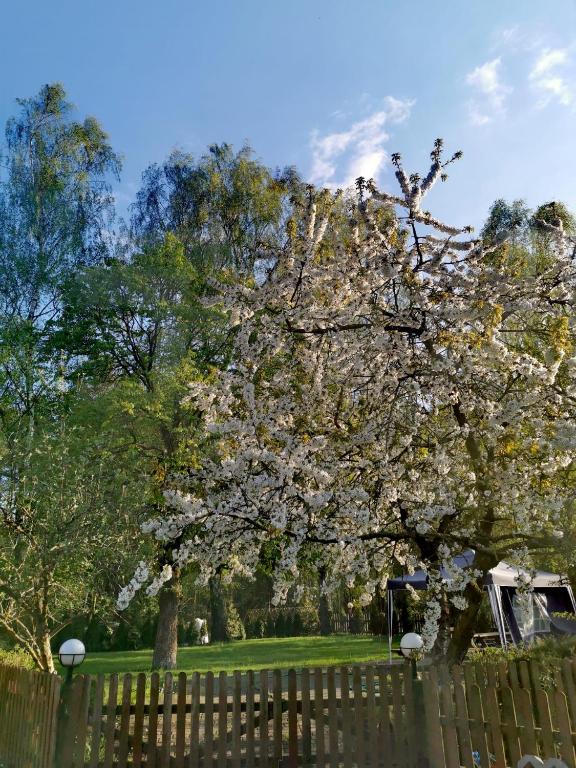 un árbol florido delante de una valla en Agroturystyka Leśne Zacisze, en Złotów