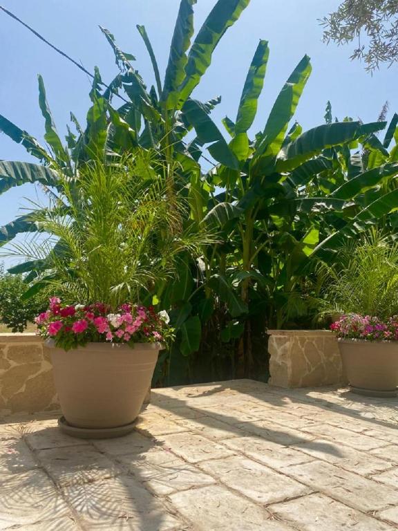 Zahrada ubytování B&B Le Balate