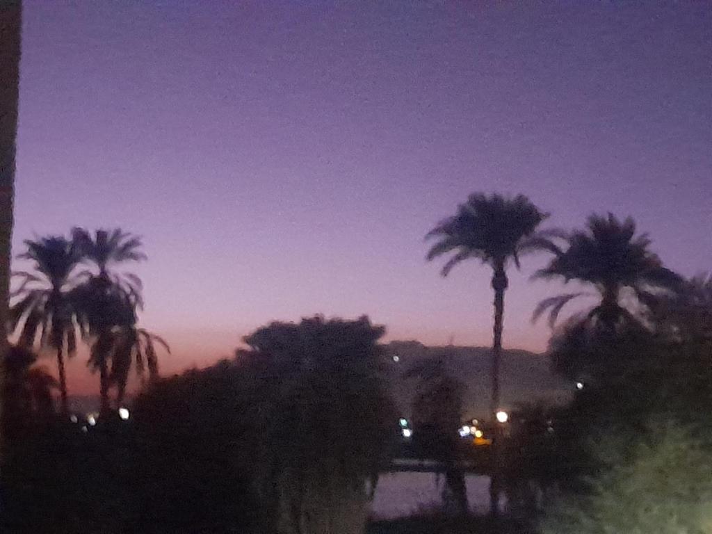 a group of palm trees at night with the sky at Luxorya hotel apartment in Nag` Naqsha