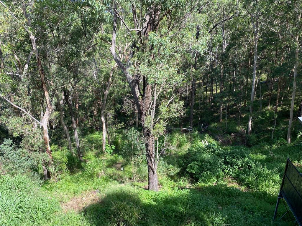 a tree in the middle of a lush green forest at 424 Trees 1 Bedroom in Tallebudgera