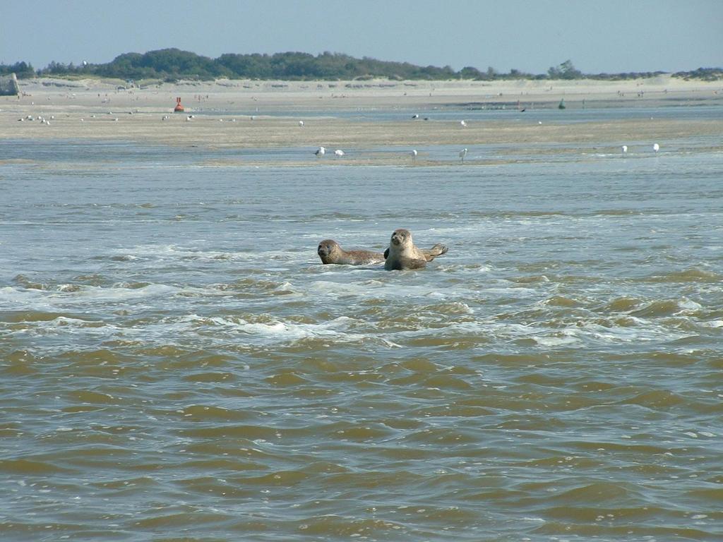 a sea lion swimming in the water near a beach at Holiday Inn Express Amiens, an IHG Hotel in Amiens