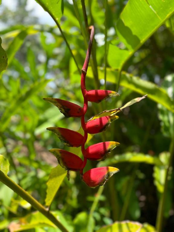 a bunch of red flowers on a tree at Aurora in Unawatuna