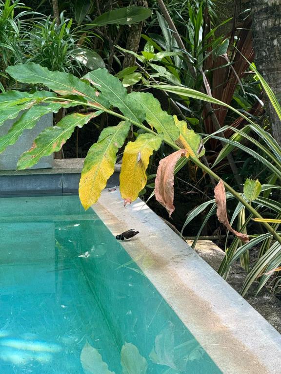 a swimming pool with a plant next to it at Aurora in Unawatuna