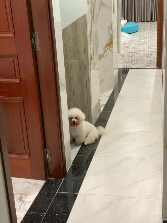 um pequeno cão branco sentado à frente de uma porta em Bờ Hồ Hotel em Ấp Ðông An (1)