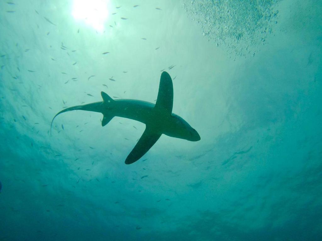 a shark swimming in the ocean under the water at Seaside Hostel Malapascua in Malapascua Island