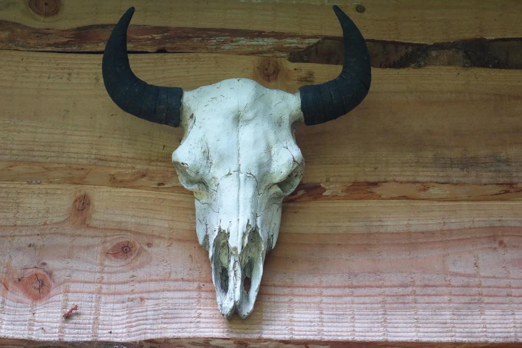 a skull of a bull with horns hanging on a wall at Levaltipis in Saint Gatien des Bois