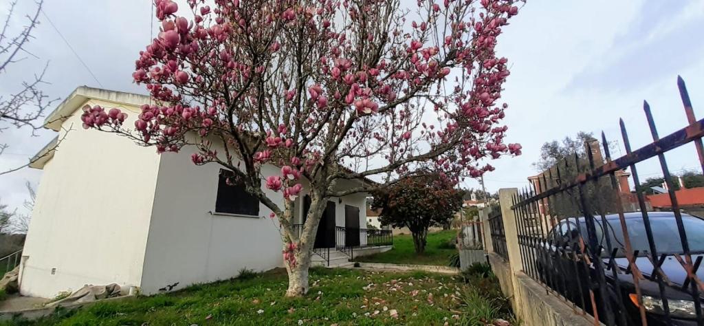ein Baum mit rosa Blumen vor einem weißen Haus in der Unterkunft Santi Guesthouse 