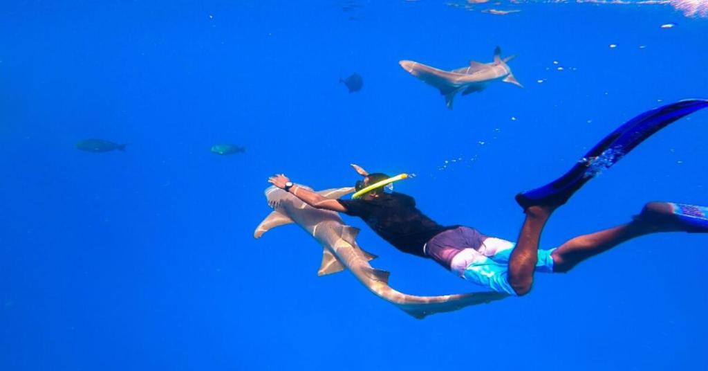 Hosté ubytování Madi Grand Maldives