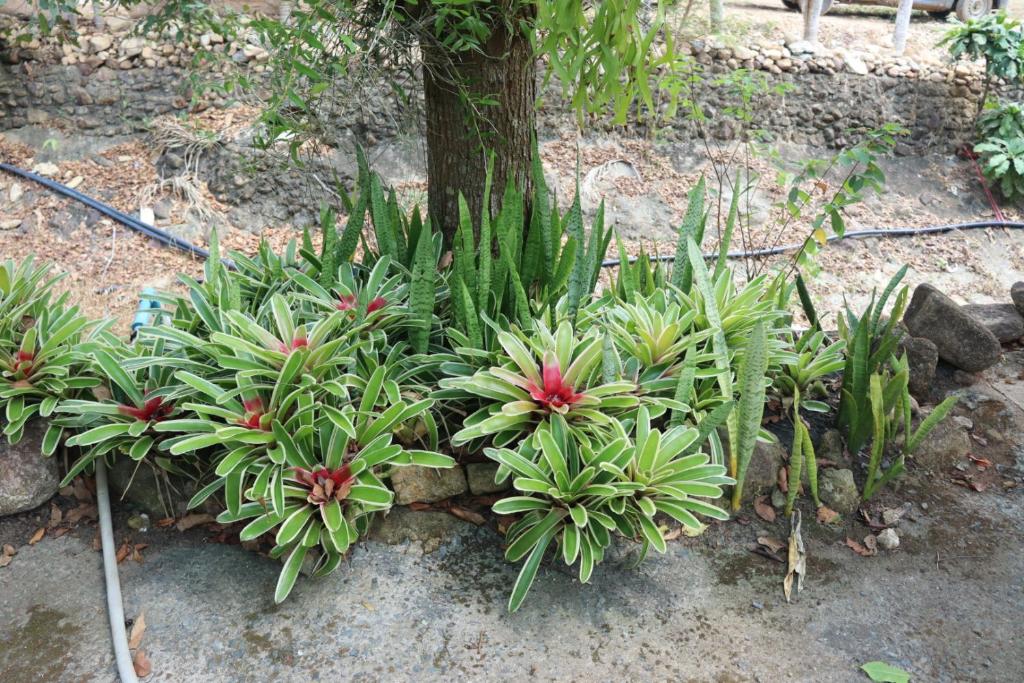 Baanrimklong bungalow - 16