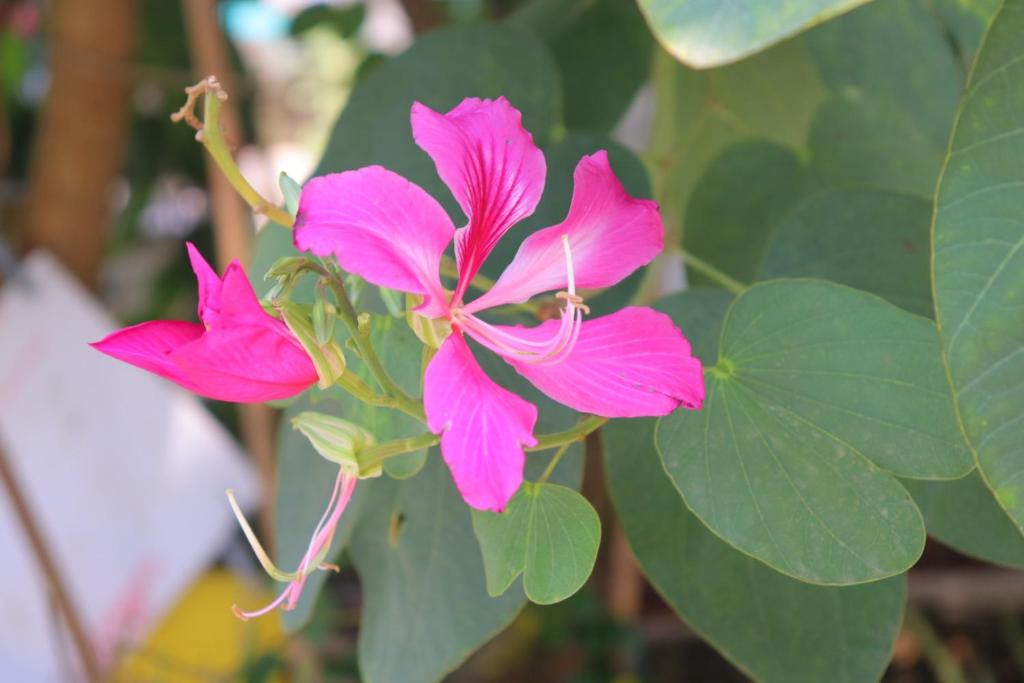 Baanrimklong bungalow - 11