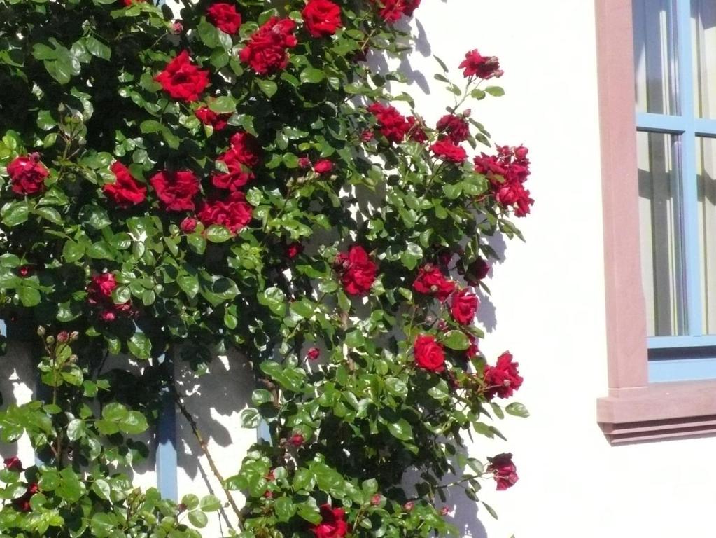 a bunch of red flowers on the side of a building at Ferienwohnung Rhönbauer Altengronau in Sinntal