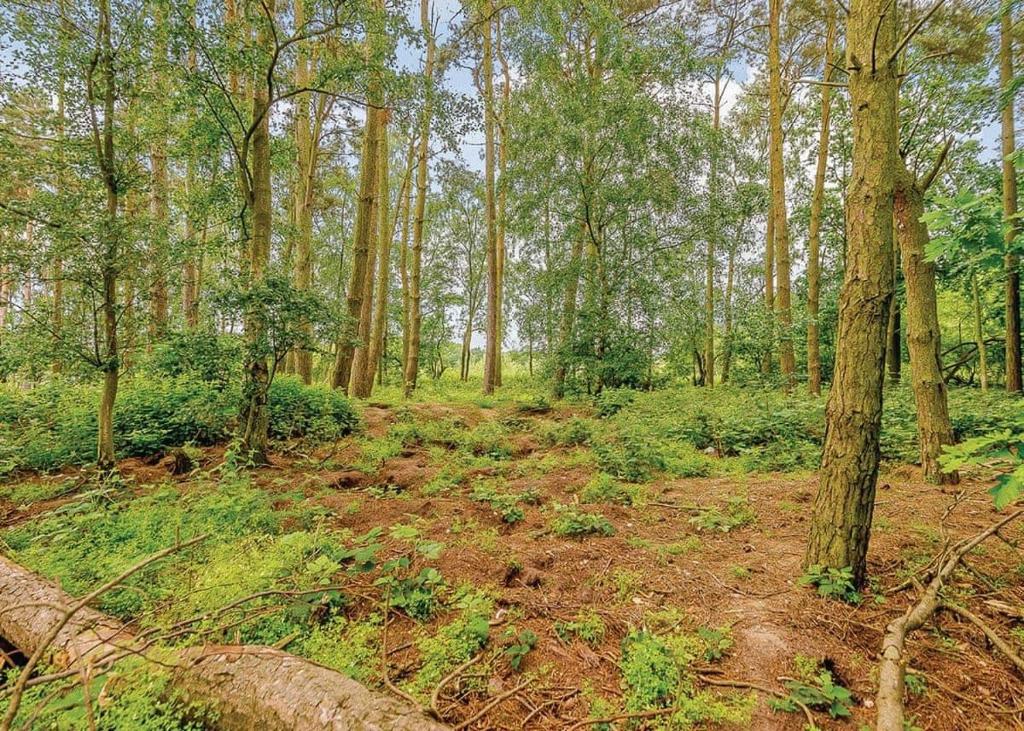 ウッドホール・スパにあるWoodhall Country Park Lodgesの木々や草がたくさん茂る森