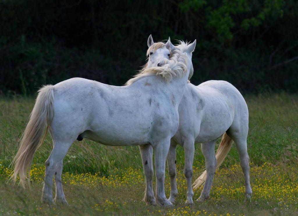 zwei weiße Pferde stehen nebeneinander auf einem Feld in der Unterkunft MAS MLS in Saintes-Maries-de-la-Mer