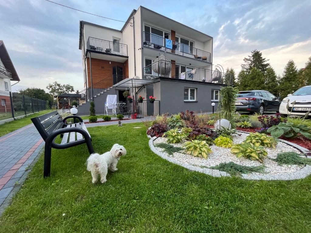 a white dog standing in the grass in front of a house at Pensjonat u Tosiek in Stegna