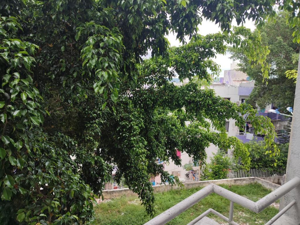 un árbol con muchas hojas verdes en Mirador de zaragocilla, en Cartagena de Indias