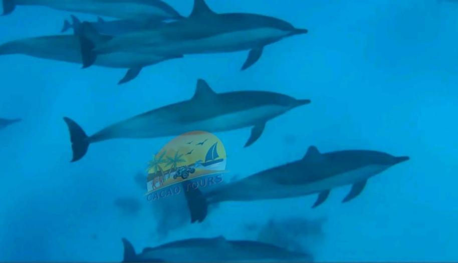 un grupo de delfines en el océano con una tabla de surf en Dolphin house, en Hurghada